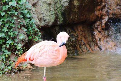 Flamingo, one of the beauty in the bird kingdom