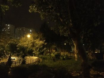 Illuminated trees at night