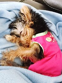 Dog resting on bed