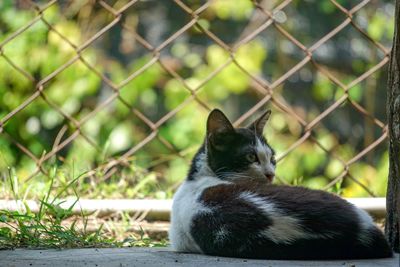 Close-up of cat on chainlink fence