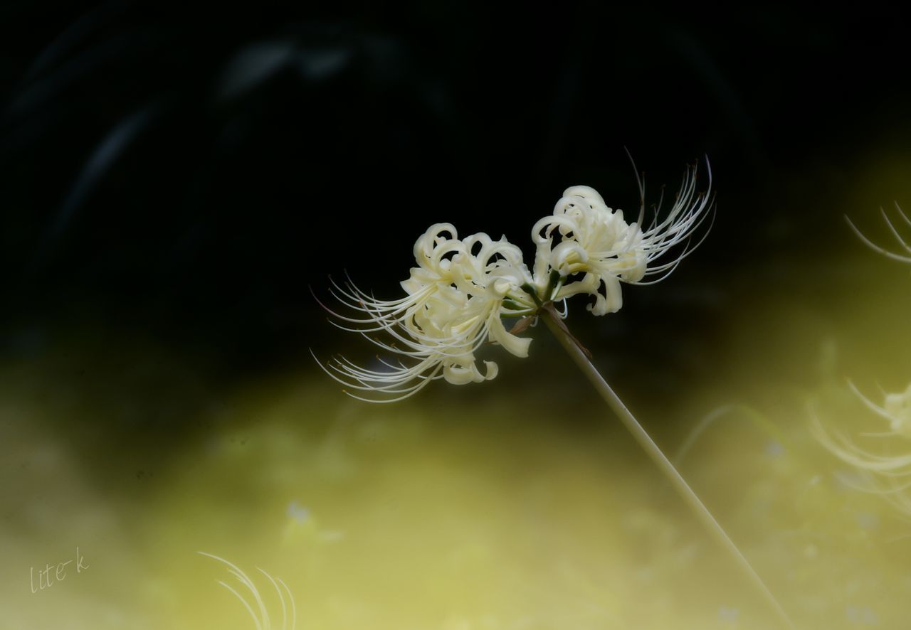 flower, fragility, beauty in nature, nature, petal, no people, close-up, flower head, animal themes, indoors, day, freshness