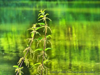 Close-up of fresh plant in lake