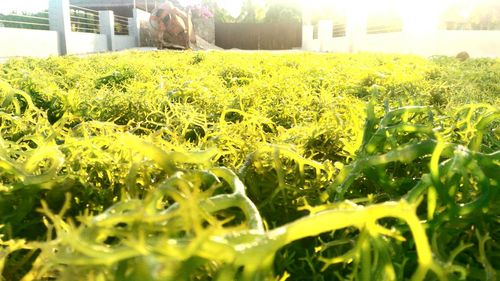 Close-up of fresh green plants in greenhouse