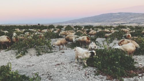 Flock of sheep on field
