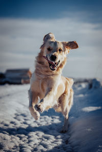 Close-up of dog on snow