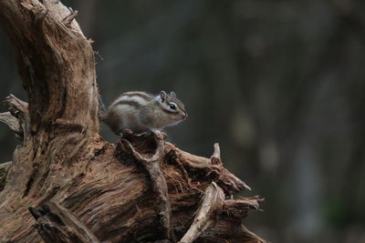 Close-up of squirrel on tree trunk