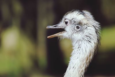 Close-up of a bird