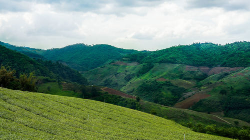 Scenic view of green landscape against sky