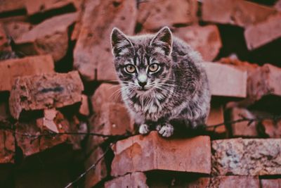 Portrait of cat by brick wall