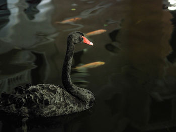 Swan swimming in lake