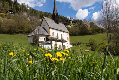 Yellow flowers growing on field by buildings against sky