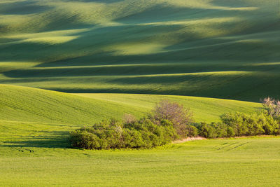 Scenic view of grassy field