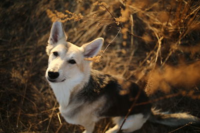 Close-up of a dog looking away