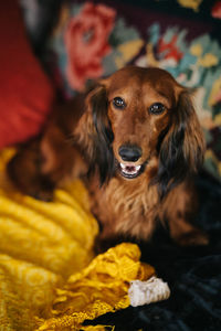 Close-up portrait of dog looking at camera