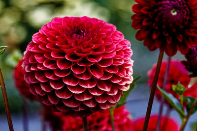 Close-up of flowering plant