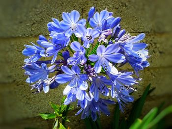 Close-up of purple flowers