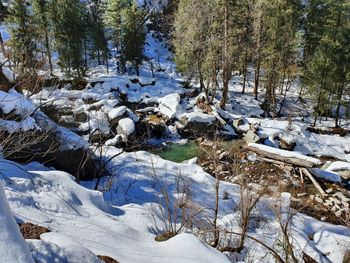 View of snow covered land and trees