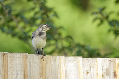 Close-up of bird perching on wooden post