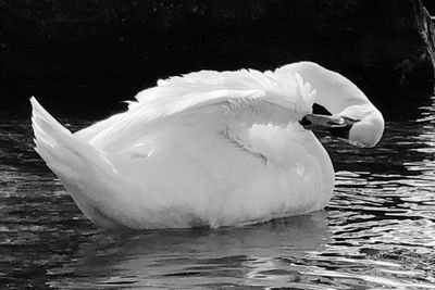 Swan swimming in lake