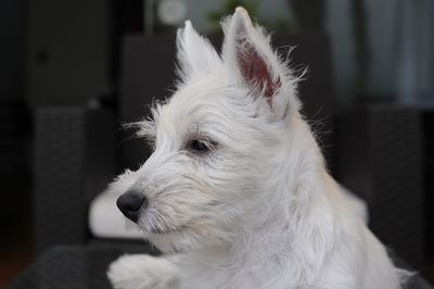 Close-up portrait of white dog at home
