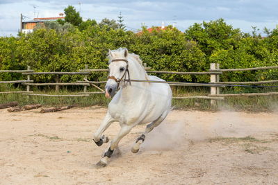 White horse on a leash galloping around a sand riding arena, tavira, portugal 