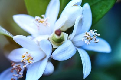 Close-up of white flowering plant