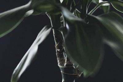 Close-up of flowering plant