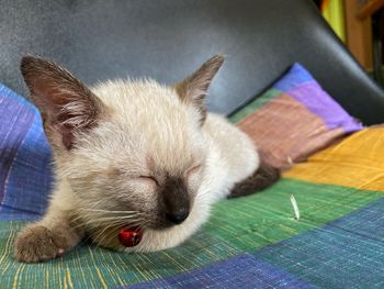 Close-up of cat sleeping