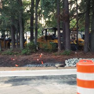 Road by trees in city