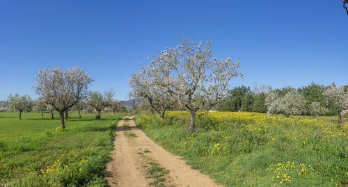 Scenic view of field against clear blue sky