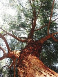 Low angle view of trees in forest against sky