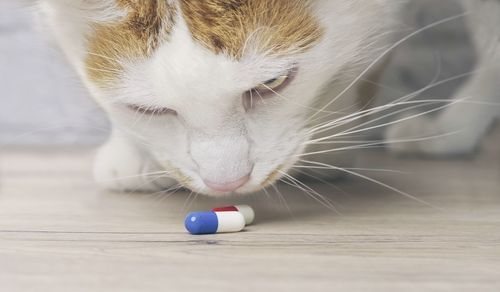 Tabby cat looking curious to medicine capsules on the table.