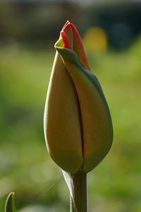 Close-up of red flower buds