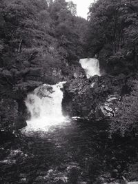 Stream flowing through forest