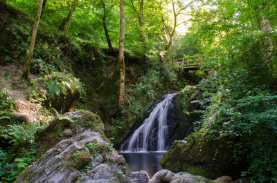 Scenic view of waterfall in forest