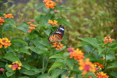 Butterfly pollinating on flower