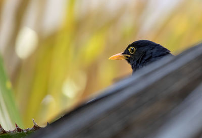 Close-up of bird perching