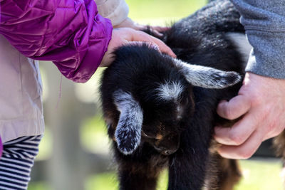 Close-up of hand holding dog