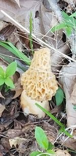 High angle view of mushrooms growing on field