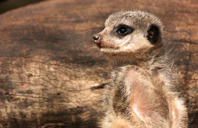 Close-up of a meerkat ooking away