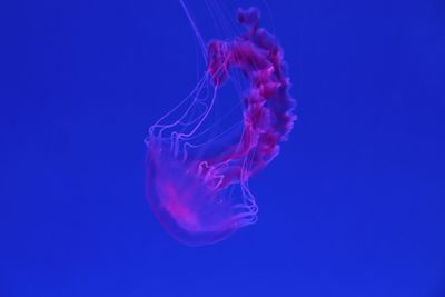 Close-up of jellyfish swimming in sea