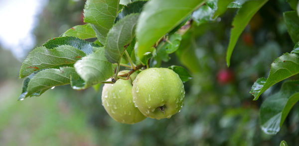 Close-up of fruits growing on tree