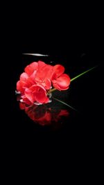 Close-up of red flower over black background