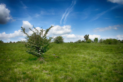 Scenic view of field against sky