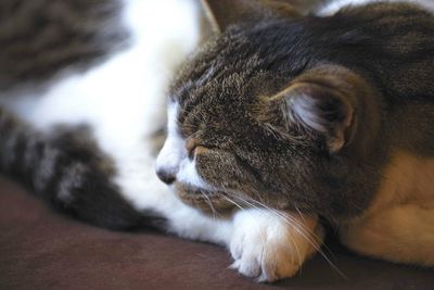 Close-up of cat sleeping