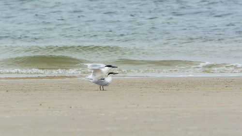 Seagull on beach