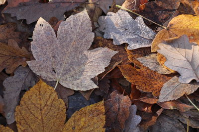 Full frame shot of dry autumn leaves