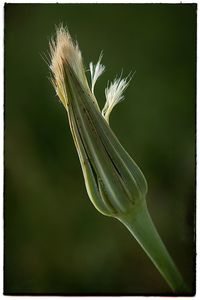 Close-up of plant