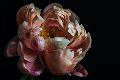 Close-up of pink flower against black background