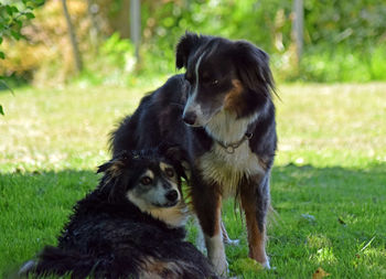 Portrait of a dog on field